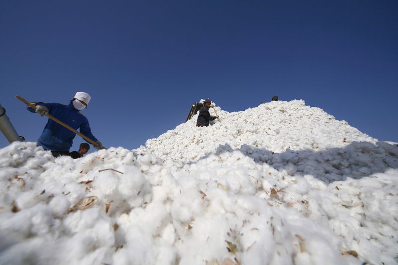 Safra de algodão do Brasil 23/24 deve crescer 5%, prevê StoneX