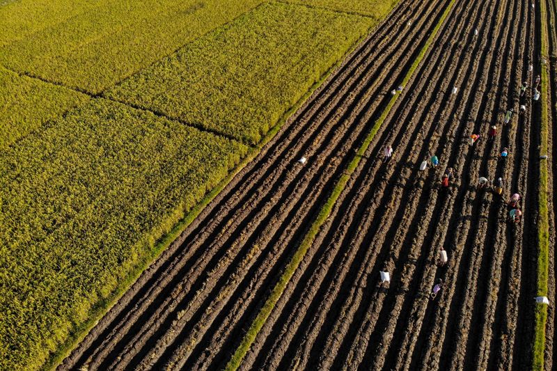 &copy; Reuters. Aerial photo shows farmers planting corn in the Kunjang rice fields, Kediri, East Java province, Indonesia, April 10, 2023, in this photo taken by Antara Foto. Antara Foto/Muhammad Mada/via REUTERS/File Photo
