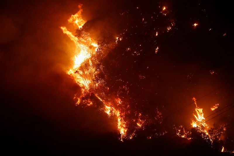 © Reuters. أشجار تحترق عقب انتشار حرائق الغابات في تشيلي يوم السبت. تصوير: رودريجو جاريدو - رويترز.

