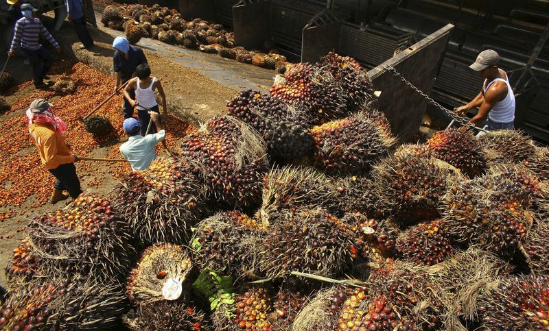 &copy; Reuters. Frutos de palma na Indonésia
30/11/2011
REUTERS/Y.T Haryono 