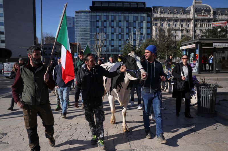 &copy; Reuters. Protesters lead a cow on a street in downtown Milan as people protest against European agricultural policies, next to the Regional Council of Lombardy in Milan, Italy February 5, 2024. REUTERS/Claudia Greco