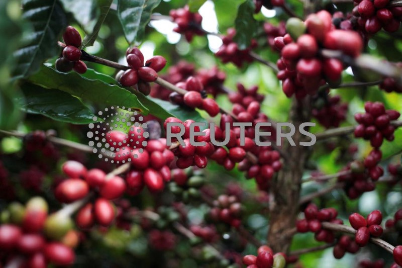 © Reuters. Café robusta em plantação em Nueva Guiné, Nicarágua
29/12/2017
REUTERS/Oswaldo Rivas