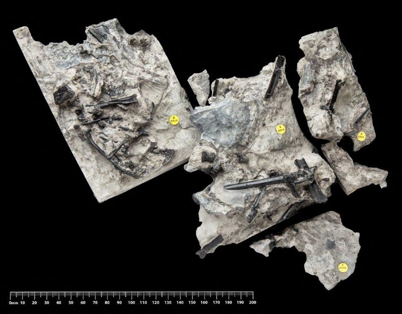 &copy; Reuters. الهيكل العظمي للتيروصور الجديد (سيوبتيرا إيفانسي)، الذي اكتشف على شاطئ في جزيرة سكاي في اسكتلندا، في صورة حصلت عليها  رويترز  يوم الثلاثاء م