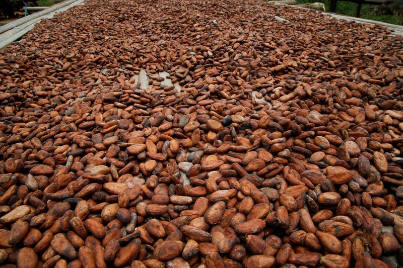 &copy; Reuters. Grãos de cacau usados ​​por Viviane Kouame, artesã de chocolate da Costa do Marfim espalhadas para serem secas em Akakro, aldeia agrícola em Sinfra, Costa do Marfim 
29/04/2023
REUTERS/Luc Gnago