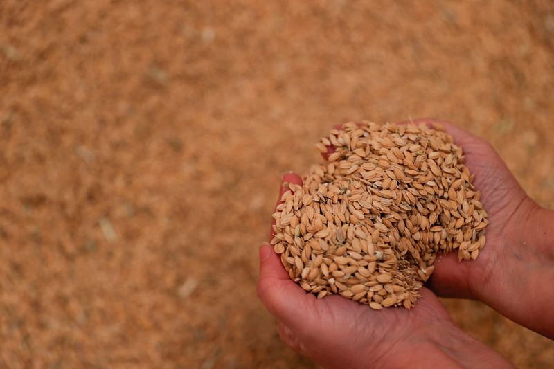 Agricultores españoles advierten de que el arroz de paella podría desaparecer