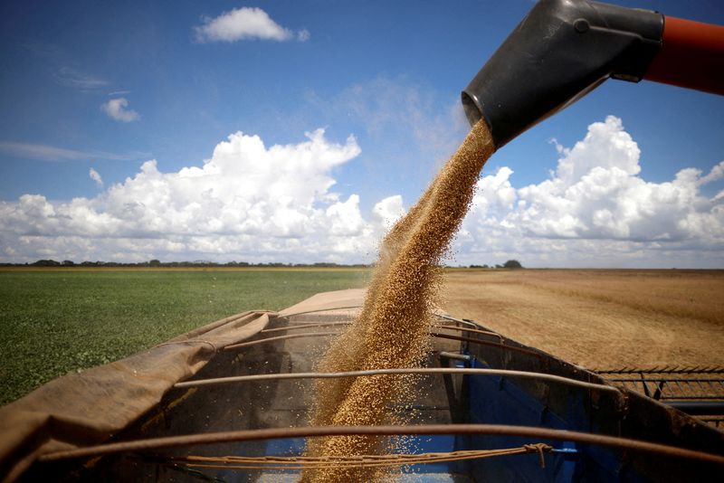 &copy; Reuters. FILE PHOTO: Soybeans are loaded on a truck during harvest at a farm in Luziania, state of Goias, Brazil February 9, 2023. REUTERS/Adriano Machado/File Photo
