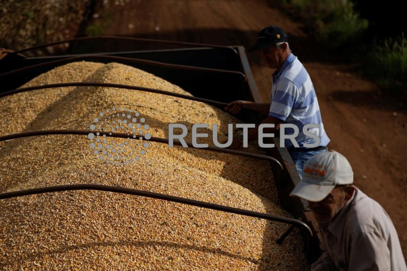 &copy; Reuters. Agricultores observam milho em  caminhão em Maringá
17/07/2022
REUTERS/Rodolfo Buhrer
