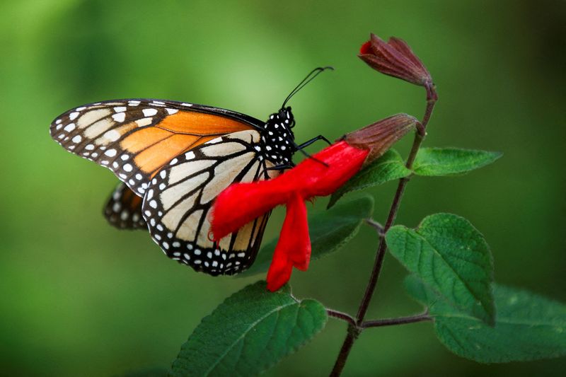 La población de mariposas monarca de México ha caído a mínimos históricos, informó Reuters
