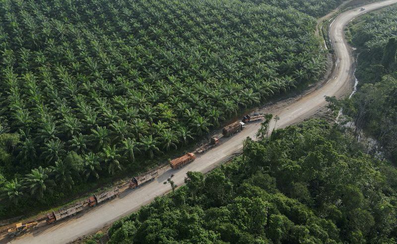 &copy; Reuters. Plantação de palma na Indonésia. REUTERS/Willy Kurniawan/File Photo