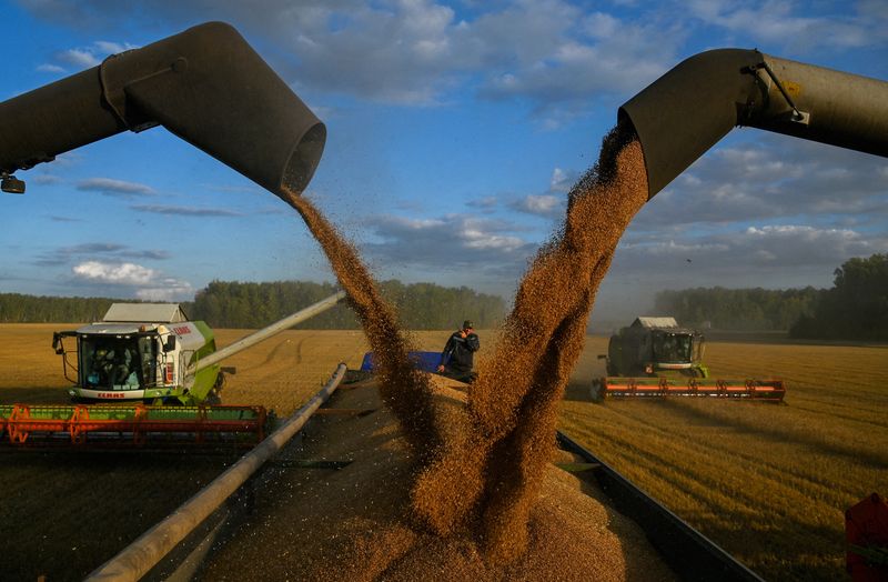 &copy; Reuters. آلات الحصاد تقوم بتحميل كميات من القمح ، الذي تم حصده من أحد الحقول بمنطقة أومسك في روسيا، على ظهر شاحنة في الثامن من سبتمبر أيلول 2023 . تصوير: 