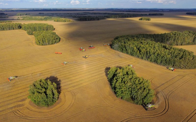 &copy; Reuters. عملية حصاد القمح داخل حقل بمنطقة أومسك في روسيا في الثامن من سبتمبر أيلول 2023 . تصوير: أليكسي مالجافكو - رويترز