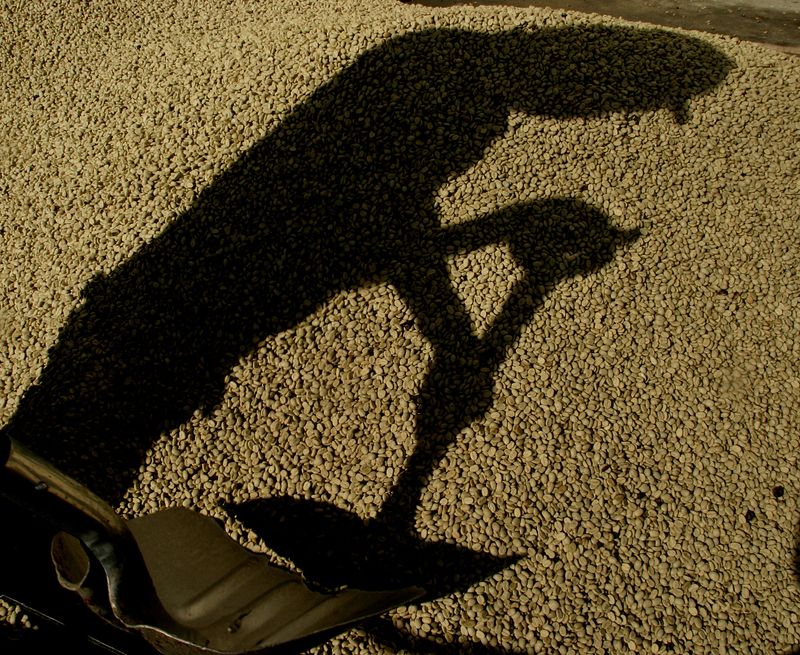 &copy; Reuters. Trabalhador prepara o café no terreiro
24/01/2005
REUTERS/Juan Carlos Ulate 