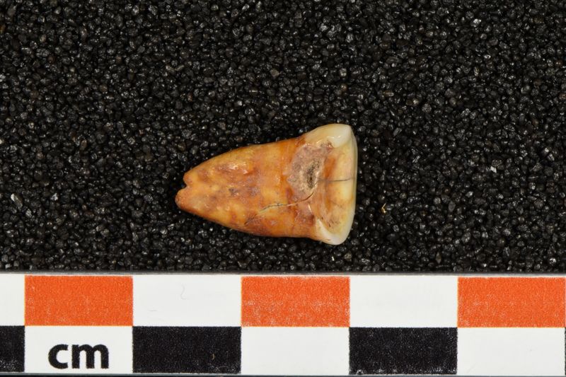 &copy; Reuters. Un diente humano descubierto en la cueva de Taforalt, en Marruecos, en una fotografía sin fecha. Heiko Temming/Handout vía REUTERS