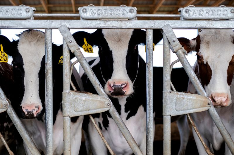&copy; Reuters. FILE PHOTO: Cows stand in their pen at a cattle farm in Rockford, Illinois, U.S., April 9, 2024.  REUTERS/Jim Vondruska/File Photo