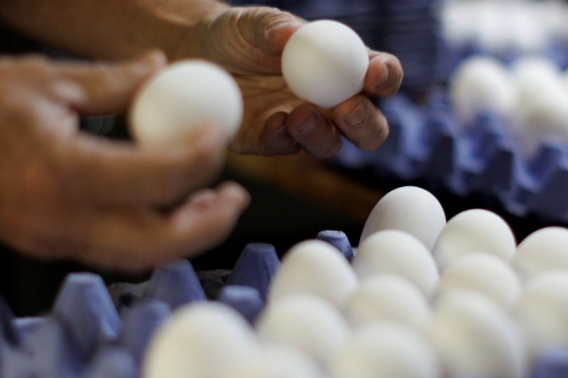 &copy; Reuters. FILE PHOTO: A worker sorts cage-free chicken eggs at Hilliker's Ranch Fresh Eggs in Lakeside, California, U.S., April 19, 2022.  Picture taken April 19, 2022. REUTERS/Mike Blake/File Photo