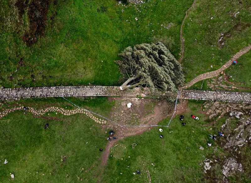 &copy; Reuters. FILE PHOTO: General view of the felled Sycamore Gap in Once Brewed, Northumberland National Park, Britain, September 28, 2023. REUTERS/Lee Smith/File Photo