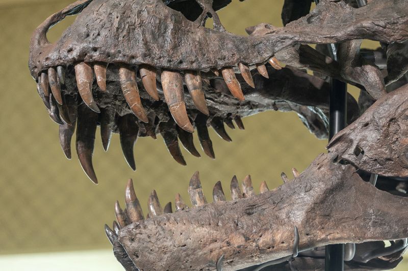 &copy; Reuters. Esqueleto de T. rex de 67 milhões de anos chamado "TRX-293 Trinity Tyrannosaurus" é visto durante uma prévia na casa de leilões Koller em Zurique
29/03/2023
REUTERS/Denis Balibouse