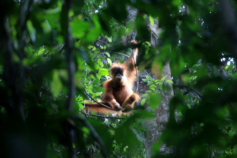 &copy; Reuters. Foto de Archivo: Un orangután salvaje de Sumatra cuelga de un árbol en la estación de investigación de Soraya, en la zona del ecosistema de Leuser, Subulussalam, provincia de Aceh, Indonesia. 14 de marzo de 2021. Syifa Yulinnas/Antara Foto vía REUTER