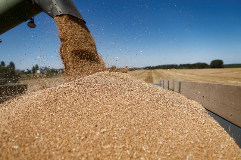 &copy; Reuters. آلة حصاد تفرغ حبوب القمح في صورة من أرشيف رويترز.