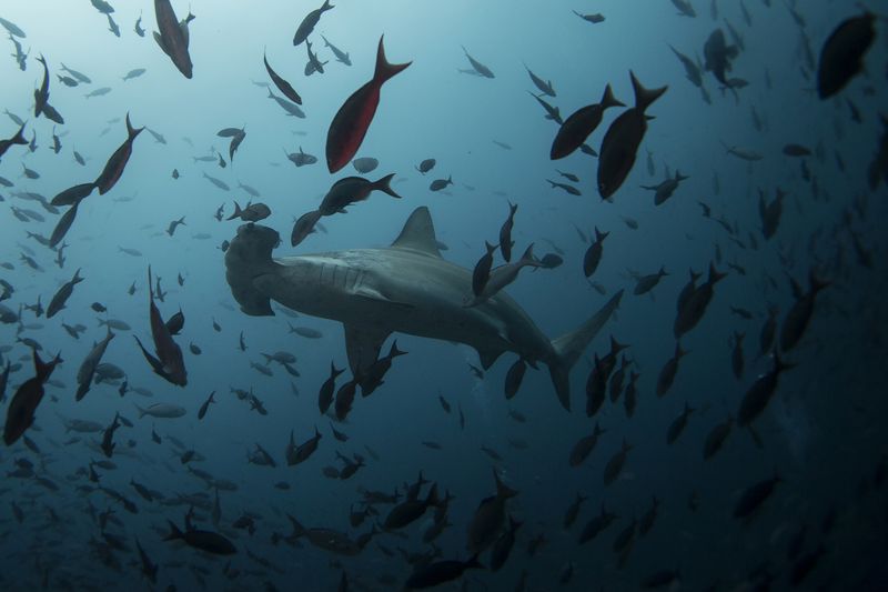 &copy; Reuters. Foto de Archivo: Un tiburón martillo nada cerca de la isla Wolf en la Reserva Marina de Galápagos. 19 de agosto de 2013. REUTERS/Jorge Silva (ECUADOR - Tags: MEDIO AMBIENTE SOCIEDAD ANIMALES VIAJES) - GM1E99316A201