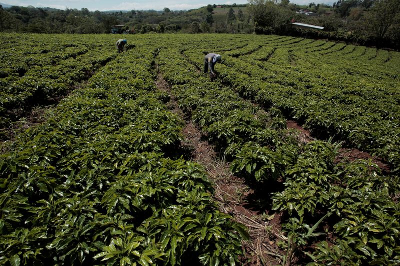 &copy; Reuters. Imagen de archivo. Agricultores trabajan entre hileras de plantas de café en un sembradío, en Grecia, Costa Rica. 13 de mayo de 2019. REUTERS/Juan Carlos Ulate