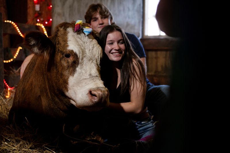© Reuters. Joey Pachl and Emma Maiers sit with a cow during a cow cuddle session at Luz Farms near Monee, Illinois, U.S. April 15, 2024. REUTERS/Jim Vondruska