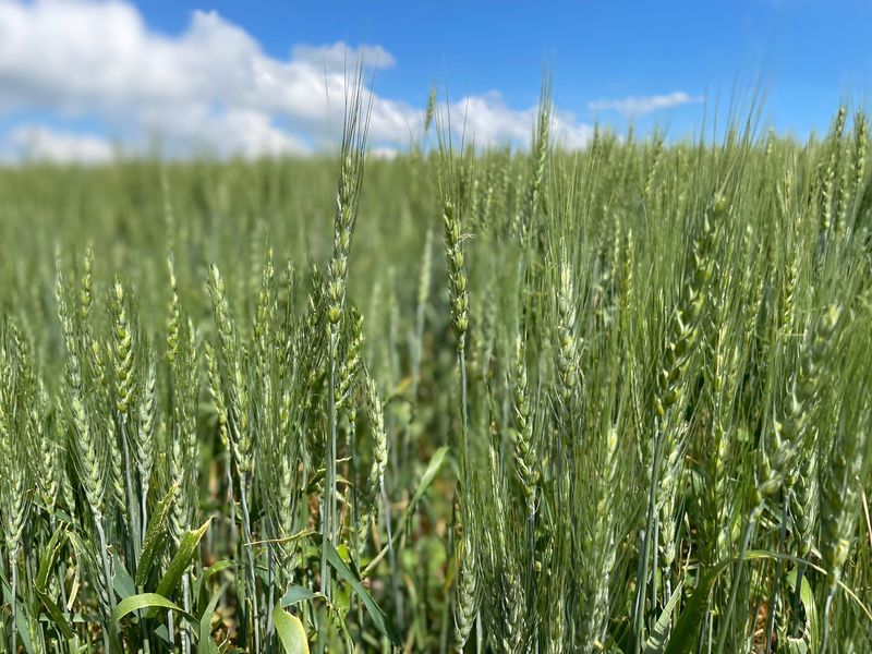 &copy; Reuters. FOTO DE ARCHIVO: Vista de plantas de trigo de primavera en flor cerca de Richardton, Dakota del Norte, Estados Unidos, 26 de julio de 2022. REUTERS/Karl Plume/Archivo