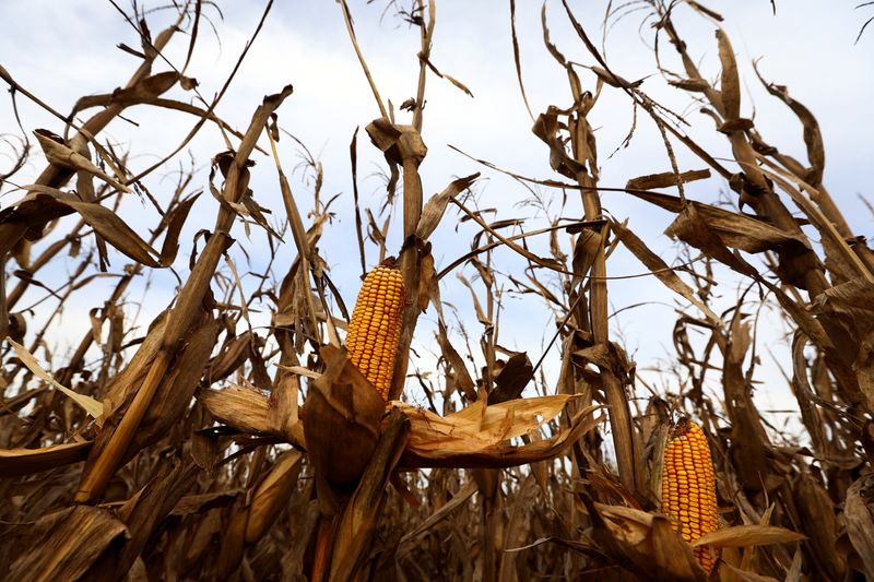 &copy; Reuters. Corn plants affected by leafhoppers are pictured on a National Institute of Agricultural Technology (INTA) experimental field, in Marcos Juarez, Cordoba, Argentina April 20, 2024. REUTERS/Matias Baglietto