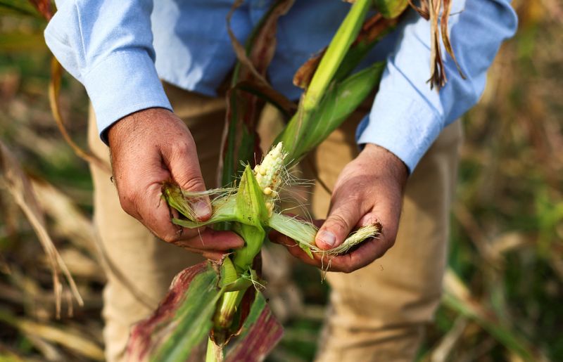 &copy; Reuters. Fernando Flores, do Instituto Nacional de Tecnologia Agrícola, observa milho afetado por cigarrinha
20/04/2024
REUTERS/Matias Baglietto