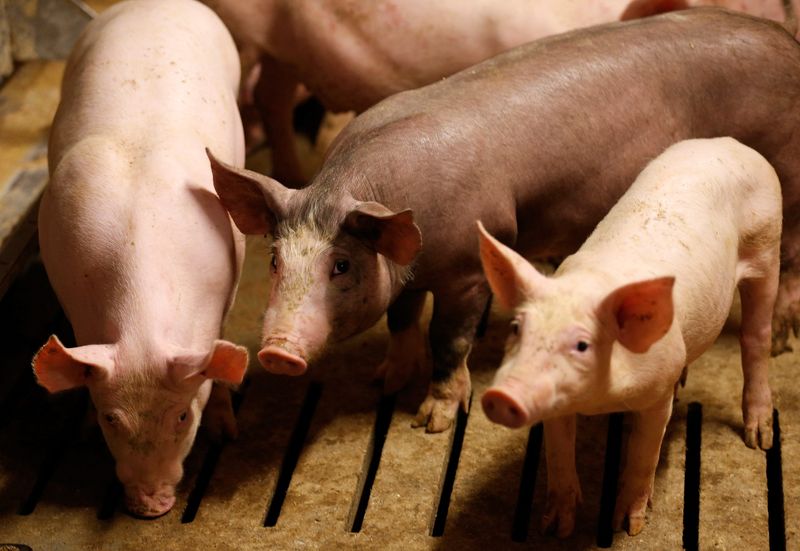 &copy; Reuters. 　中国はフランスからの豚由来タンパク質飼料と豚内臓肉の輸入を許可する。５月７日、中国税関当局とフランス農業省が発表した。２０１５年８月、仏ストラスブール近郊の養豚場で撮影