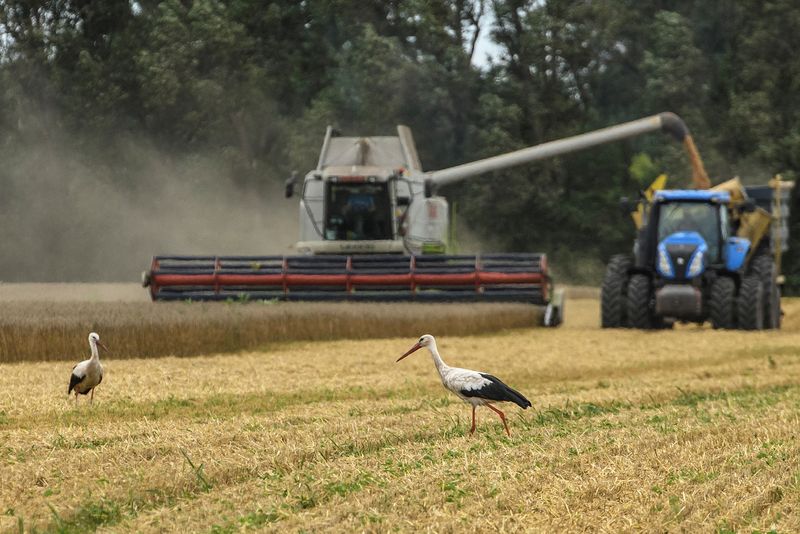 &copy; Reuters. FOTO DE ARCHIVO: Cigüeñas caminan junto a una segadora de trigo en un campo cerca del pueblo de Zghurivka, en medio del ataque de Rusia a Ucrania, en la región de Kiev, Ucrania. 9 de agosto de 2022.  REUTERS/Viacheslav Musiienko/Archivo