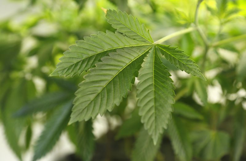 Trulieve Cannabis’ quarterly loss narrows on demand boost
