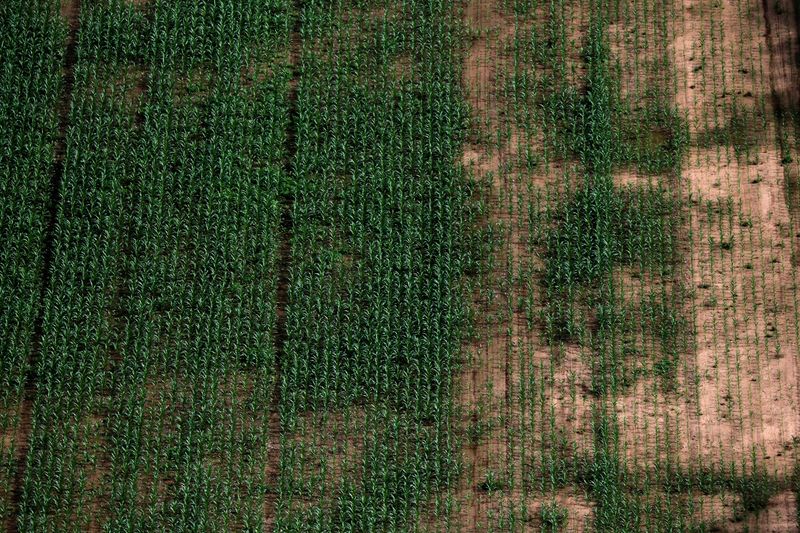 &copy; Reuters. Vista aérea de plantação de soja em Formosa, na Argentina
18/04/2023 REUTERS/Agustin Marcarian