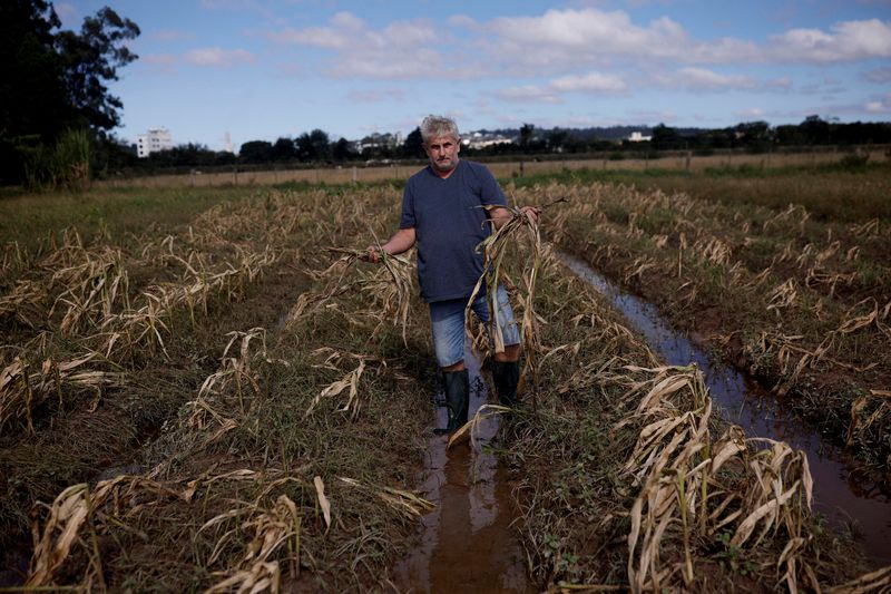 &copy; Reuters. Ademilson Tardetti, 55, mostra sua plantação de milho destruída por enchentes em Guaíba, Rio Grande do Sul
09/05/2024
REUTERS/Amanda Perobelli