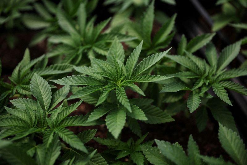 &copy; Reuters. FILE PHOTO: Marijuana plants for the adult recreational market are seen inside a greenhouse at Hepworth Farms in Milton, New York, U.S., July 15, 2022. REUTERS/Shannon Stapleton/File Photo