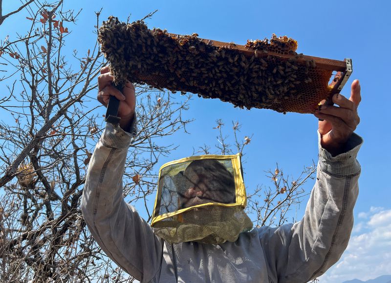 &copy; Reuters. O apicultor Alfredo Lopez Espiritu trabalha para realocar e salvar colmeias de abelhas silvestres, protegendo-as da falta de floração causada pela seca e dos ataques de pessoas que as consideram agressivas, em San Lorenzo Cacaotepec, México
04/05/2024
