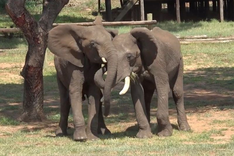 &copy; Reuters. O elefante macho Doma e o elefante macho Mainos adotam um comportamento de saudação na Reserva de Jafuta, no Zimbábue, em foto sem data
Vesta Eleuteri/Divulgação via REUTERS