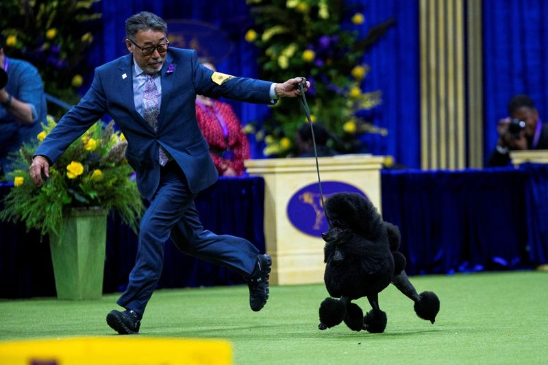 &copy; Reuters. Sage, a Miniature Poodle from Houston, Texas, wins the Best in Show Group during the 148th Westminster Kennel Club Dog Show at the USTA Billie Jean King National Tennis Center, in New York City, New York, U.S., May 14, 2024. REUTERS/Eduardo Munoz