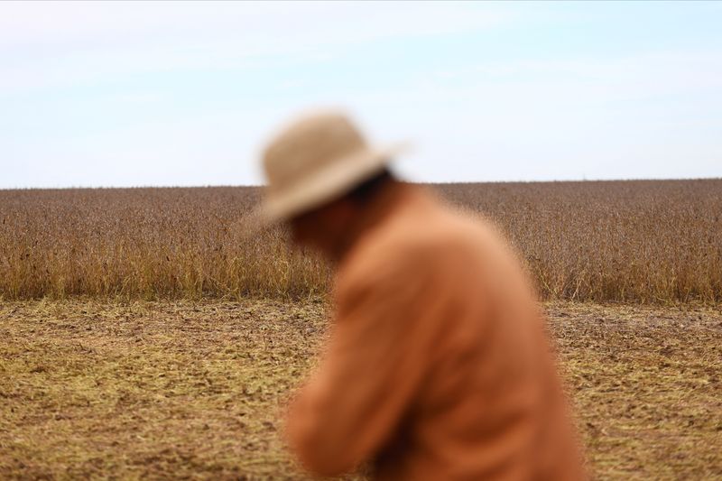 &copy; Reuters. An agricultural worker walks next to a soy plantation, in Pergamino, on the outskirts of Buenos Aires, Argentina, May 15, 2024. REUTERS/Matias Baglietto