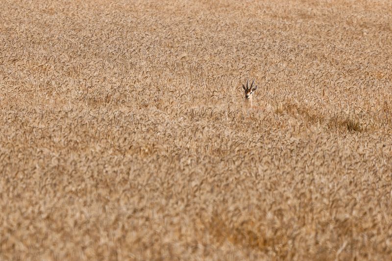 &copy; Reuters. Gazela é vista em campo de trigo
20/05/2024
REUTERS/Amir Cohen