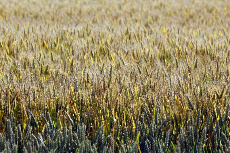 &copy; Reuters. Campo de trigo
13/06/2018
REUTERS/Regis Duvignau