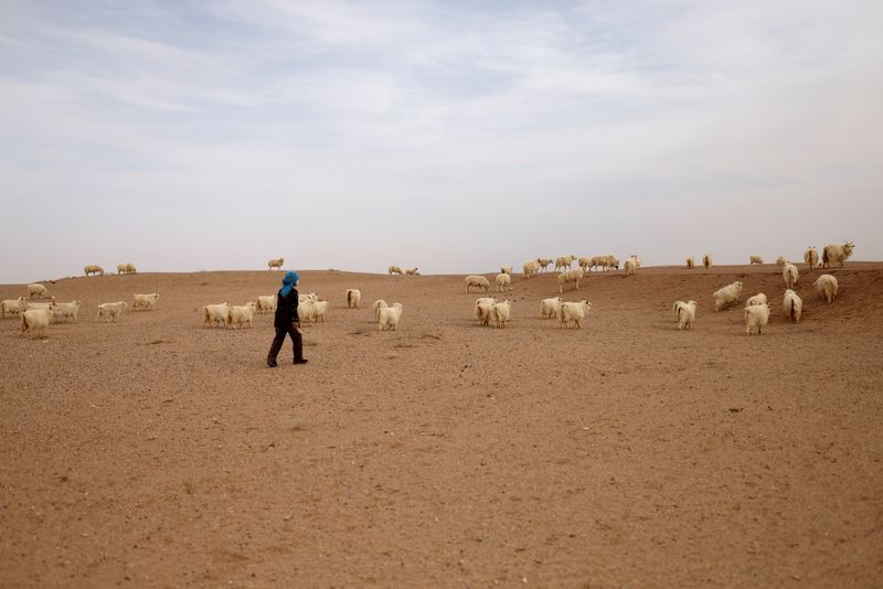 &copy; Reuters. Ding Yinhua, 69, pastoreia suas ovelhas e cabras no deserto de Gobi, na província de Gansu, China
18/04/2021
REUTERS/Carlos Garcia Rawlins