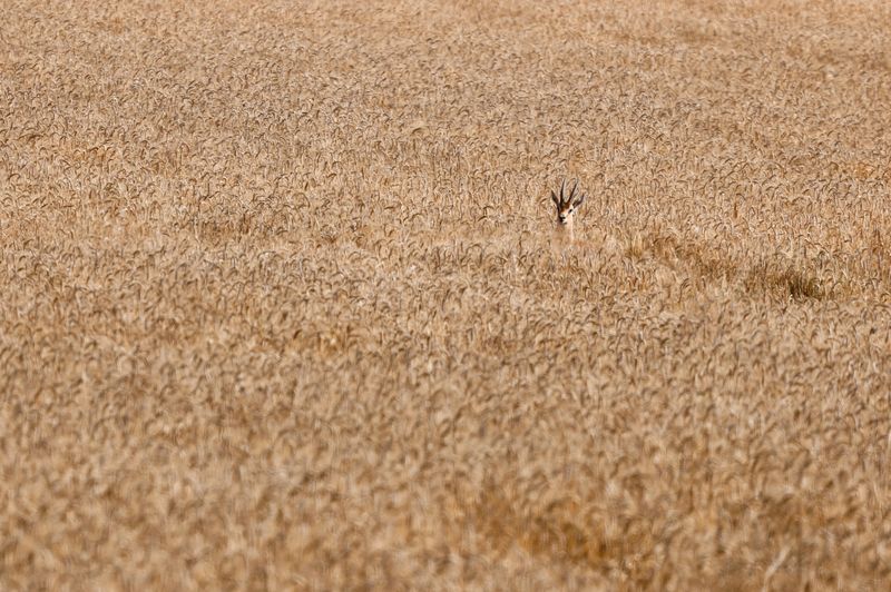 © Reuters. Gazela é vista em campo de trigo
20/05/2024
REUTERS/Amir Cohen