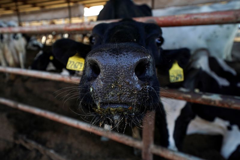 © Reuters. FILE PHOTO: A Holstein cow looks out from a feeding pen at a dairy farm in Pixley, California, U.S., October 2, 2019. Picture taken October 2, 2019.  REUTERS/Mike Blake/File Photo 