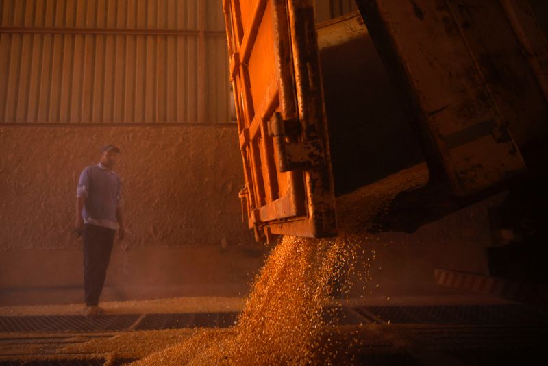 &copy; Reuters. Caminhão descarrega grãos em armazémn22/08/2023nREUTERS/Adriano Machado