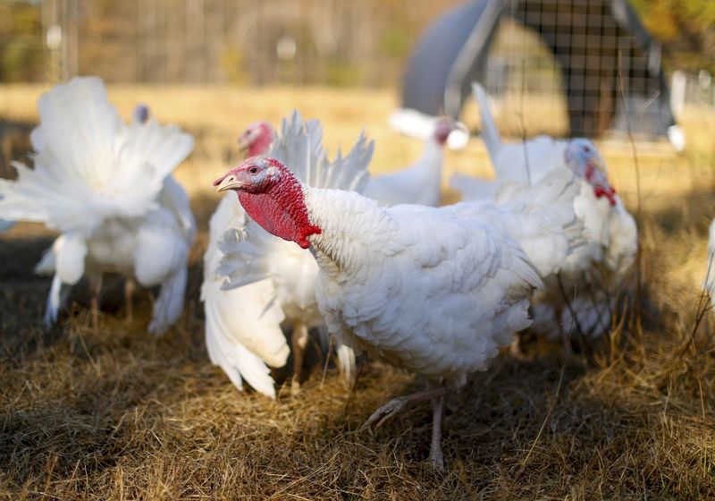 &copy; Reuters. A group of Beltsville Small White turkeys spend time in the field at the farm of Julie Gauthier in Wake Forest, North Carolina, November 20, 2014.  Gauthier runs a North Carolina farm that seeks to preserve a variety of historic poultry breeds. The Beltsv