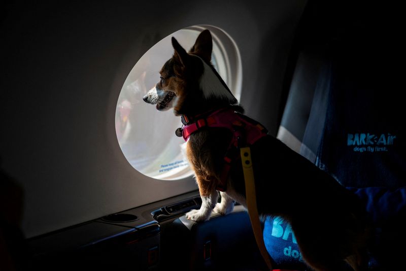 &copy; Reuters. Pet dentro de avião da BARK Air, uma companhia aérea para cães, em aeroporto de Nova York, EUAn21/5/2024 REUTERS/Eduardo Munoz 