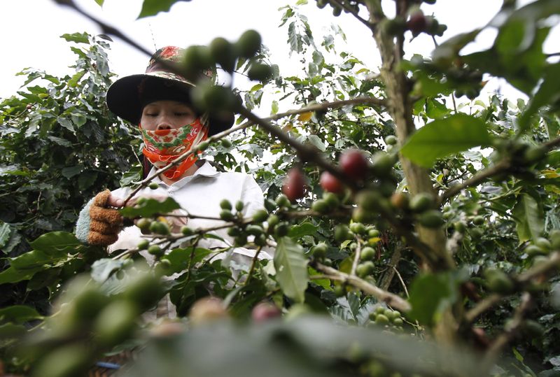 © Reuters. Colheita de café no Vietnã
3/10/2011
REUTERS/Kham