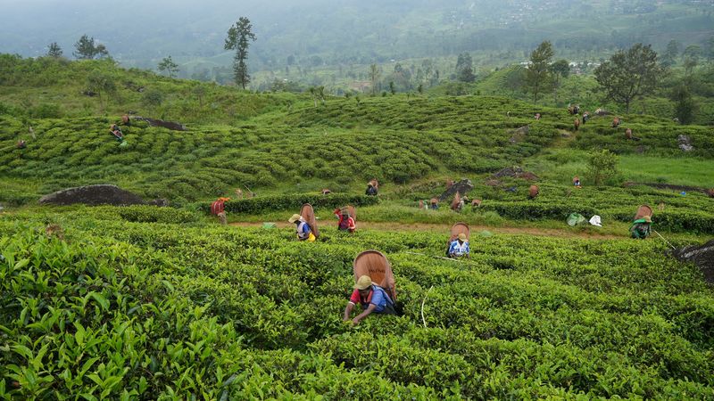 &copy; Reuters. FILE PHOTO: Tea pickers pluck tea leaves at a plantation in the morning in Norwood, Central Province, Sri Lanka, August 19, 2022.  REUTERS/Joseph Campbell/File Photo