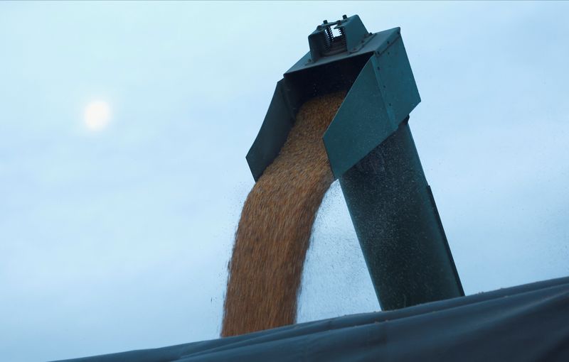 © Reuters. A harvester pours corn, in Marcos Juarez, Cordoba, Argentina April 20, 2024. REUTERS/Matias Baglietto